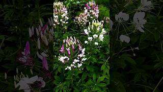 Cleome Spider Flowers セイヨウフウチョウソウ With The Sounds Of Summer [upl. by Machute]