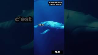 Si vous êtes avalé par une baleine  ce qui va se passer☠️☠️ [upl. by Weight]