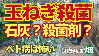 玉ねぎベト病対策。玉ねぎの病気ではベト病が怖い。春が来る前に石灰、殺菌剤で予防殺菌！130 [upl. by Dane]