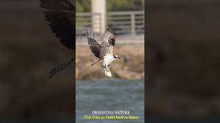 Osprey w Swimming Fish birdsofprey birds wildlife ospreys naturelovers [upl. by Imeaj]