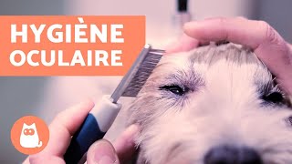 Comment nettoyer les taches de larmes dun chien   HYGIÈNE OCULAIRE [upl. by Davis]