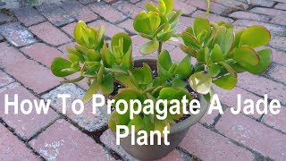 How to Propagate a Jade Plant from Cuttings  Part 1 [upl. by Haiacim237]