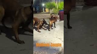 Malinois lovers animals pets malinois malinoispuppy malinoislovers tiktok reels fypシ゚viral [upl. by Notgnirra949]