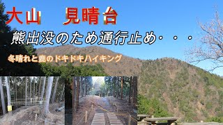 丹沢大山 クマ出没後でどきどきハイキング 熊には会わず冬晴れと鹿がみられました [upl. by Ialocin]