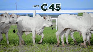 LOTE C45 [upl. by Nodababus]