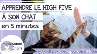 apprendre le high five à son chat en 5 minutes [upl. by Adlare]