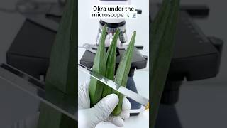 Okra under the microscope 🔬amazing facts experiment [upl. by Cynthea621]