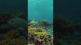 Dive into the Spectacular Underwater World of Fiji 🌊🐠 underwater explore youtubeshorts [upl. by Crelin]