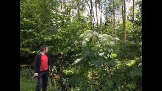 Giant Hogweed Heracleum mantegazzianum Highly dangerous plant [upl. by Eob160]