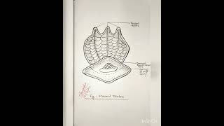 Placoid Scale Scales of Fish practical for MSc and BScFishries Spotting 🐟 [upl. by Derna]