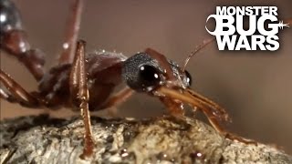 Bull Ant Vs Redback Spider  MONSTER BUG WARS [upl. by Eelrebma]