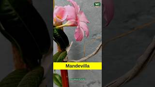 Rocktrumpet flower Mandevilla garden ytshorts [upl. by Aridaj]