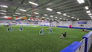 Back Chaining in Dog Agility Training [upl. by Noraed]