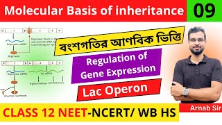 Molecular Basis of Inheritance 09  Regulation of Gene Expression  Lac Operon  Class 12 NEET Bio [upl. by Occir963]