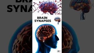 Brain Synapses medical animation 3d short BiologywithAliya [upl. by Mirielle]