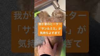 ‪遠赤外線ヒーターを愛しすぎた犬 ‪ ‬トイプードル 犬のいる暮らし 犬のいる生活 ‪ サンルミエ ‪ ‬遠赤外線ヒーター‬ ‪パネルヒーター shorts [upl. by Trovillion]