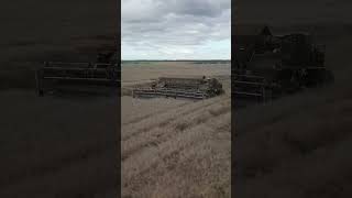 Nexat System Tractor Tackles Canola Fields in Ukraine [upl. by Verile54]