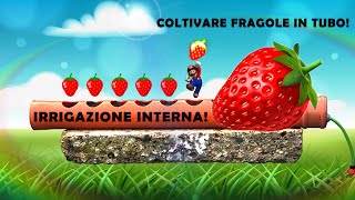 COLTIVARE FRAGOLE IN UN TUBO [upl. by Ika]