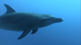 Vacances en Polynésie  Dauphins requins et raies manta  Bora Bora  Fakarava  Rangiroa [upl. by Clarisse]