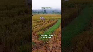 Little Egrets Landed  Ricefield [upl. by Aisatsanna940]