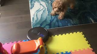 Smart dog  Bruno Cockapoo vs Robot Vacuum [upl. by Steffy]