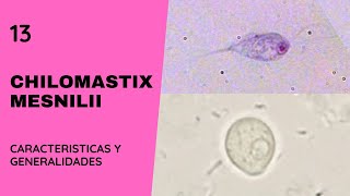 Chilomastix mesnilii 13  Parasitosis  Flagelados [upl. by Nura]