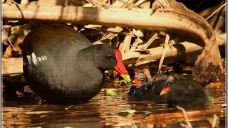 Common Moorhen call [upl. by Gillie]