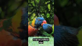 3 ANIMALES EXOTICOS que puedes tener COMO MASCOTA [upl. by Afrikah]