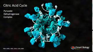 Pyruvate Dehydrogenase Complex [upl. by Chladek]