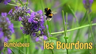 Les bourdons  Bourdons géants à fourrure [upl. by Obau]