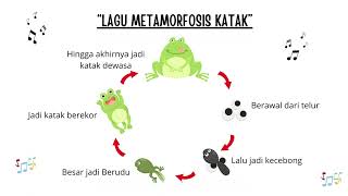 Lagu metamorfosis katak [upl. by Enilkcaj]