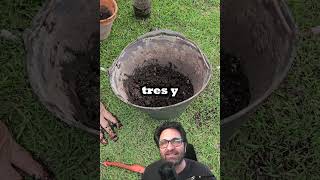 4 consejos para trasplantar plantas de interior [upl. by Lammaj543]