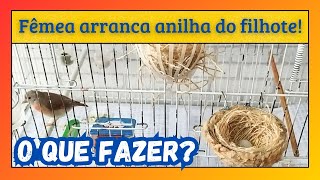 Fêmea arrancando anilha de filhote o que fazer [upl. by Ailak]