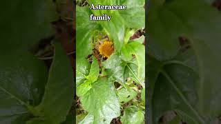 Asteraceae family plant shortsbotay [upl. by Farrell265]