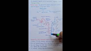 Function of Nephron Unit of kidney Exretory System class10 NCERT biology science shortvideo [upl. by Pascale381]