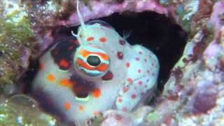 モンツキカエルウオRedspotted blenny [upl. by Amelina431]