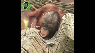 Baby Orangutan Hunts For Bugs shorts [upl. by Joshuah]