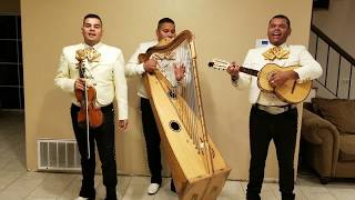 Flor Sin Jardin quotMariachi Trio Generacion de Sacramentoquot [upl. by Wun]