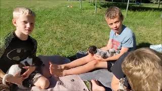 Jigs litter Labor Day kids and puppies Small Munsterlander Gosch kennels [upl. by Veradi797]