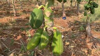 Papain extraction method in tamil  RHWE TNAU  PKM Students agri horticulture tnau [upl. by Silra]