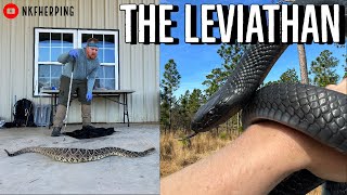 We Found the Biggest Rattlesnake Ive EVER SeenEastern Indigo Snake Survey [upl. by Imak]