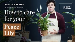 Peace Lily Plant Care Tips 🌿 Spathiphyllum wallisii [upl. by Adile]