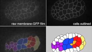 C elegans gastrulation [upl. by Novla]