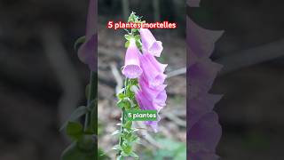 5 plantes mortelles à ne pas manger  jardin nature plante [upl. by Tennaj]