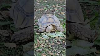 Tortoises Eating Timelapse 🐢 sulcatatortoise tortoise cute [upl. by Karlie]