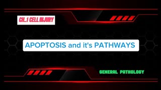 APOPTOSIS AND ITS PATHWAYS Part 06  Gen Patho CH 01 [upl. by Ikram26]