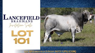 Lot 101 Lancefield S Derby 6673 1 PS COM [upl. by Kirwin]