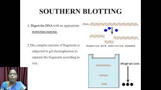 Blotting Techniques  VHNSNCollege Autonomous [upl. by Hauge]