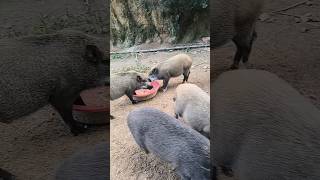 Boar Favourite Foods viral viralvideo short shortvideo pig boar pigfarmvideo wildlife [upl. by Edny]