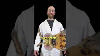 New wasp just dropped funny science sciencenews wasp insects [upl. by Langston]